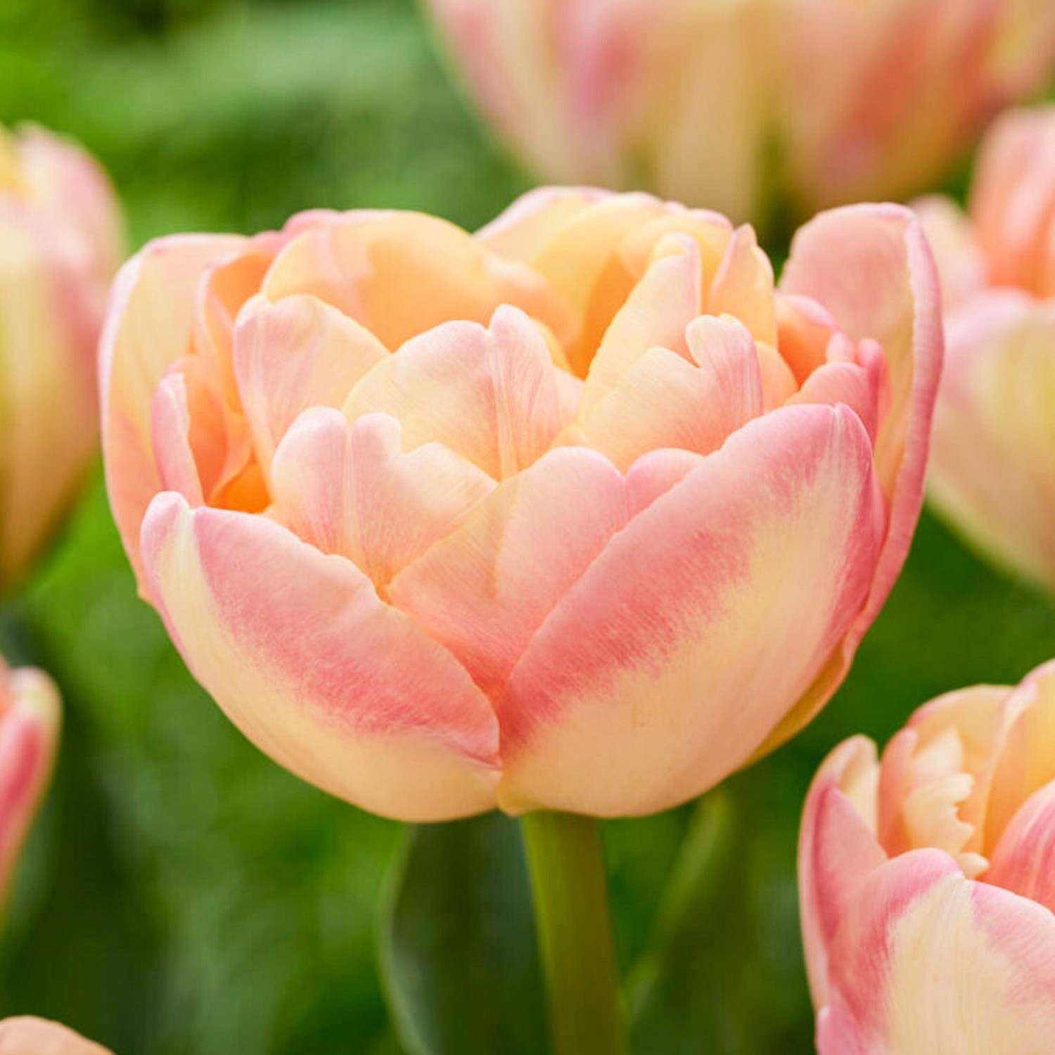 Tulpe 'Creme Upstar'